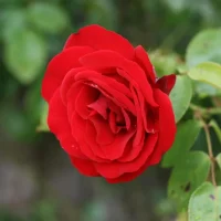 الورد-الجوري-الدمشقي-6-1024×684