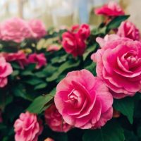 دليلك-حول-زراعة-الورد-الجوري-بالعقل